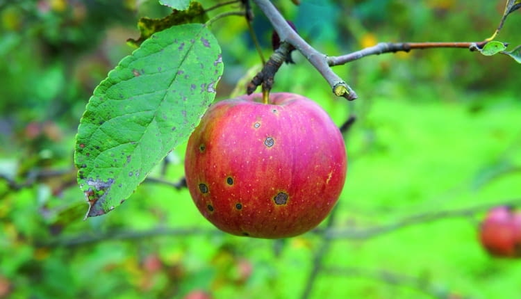 Pokryte plamami lub gnijące jabłka wyrzucajmy w całości, bo toksyny wytworzone przez grzyby znajdują się w całym owocu.