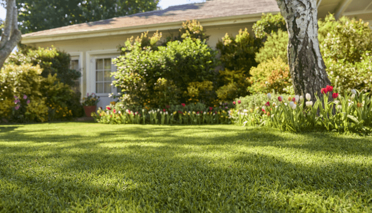 Ogród ze skoszonym trawnikiem