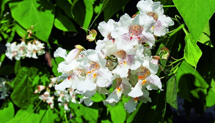 Katalpa zwyczajna (zwana także surmią zwyczajną lub surmią bignoniową) - dorasta do 8-10 m, ma duże, jasnozielone liście i bardzo ładne, białe kwiaty, które rozwijają się w lipcu. Dobrze rośnie nawet w piaszczystej glebie