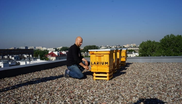 Ule na dachu warszawskiej redakcji "Gazety Wyborczej".