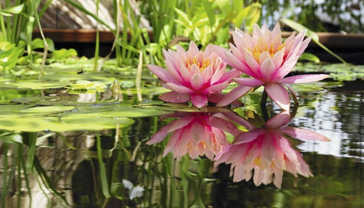 Stitched Panorama SLOWA KLUCZOWE: nénuphar fleur flore bassin aquatique inflorescence jardin reflet bassin d'agrément agrément floraison pétales eau biotope