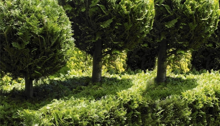 Chamaecyparis obtusa 'Golden Wonder'. (faux-cypres), taillé en boule, Golden hinoke cypress, Cupressaceae, Conifere, Feuillage persistant, Collection du jardin botanique de la Presle. Brochet Lanvin SLOWA KLUCZOWE: Pflanze Pflanzen Topiari Topiary kugelartig