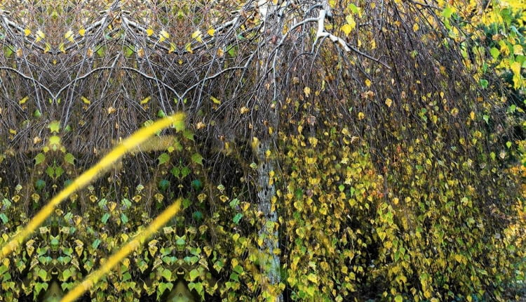 BRZOZA BRODAWKOWATA 'YOUNGII' (Betula verrucosa) traci jesienią liście, odsłaniając malownicze białe gałęzie i pień