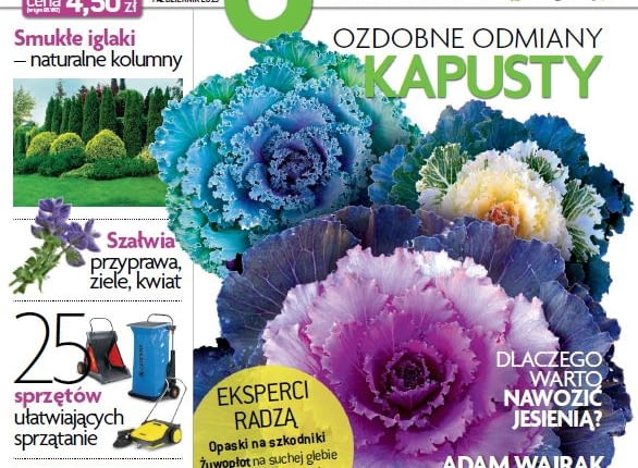 Magnolia Październik