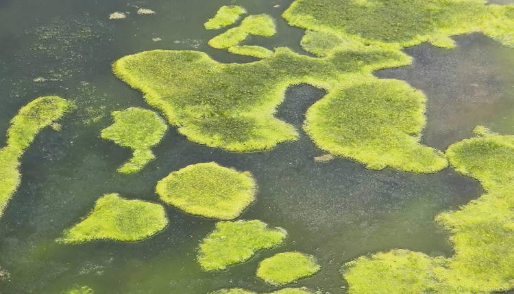 Glony w oczku rozwijają się najłatwiej, gdy jest ono całe nasłonecznione.