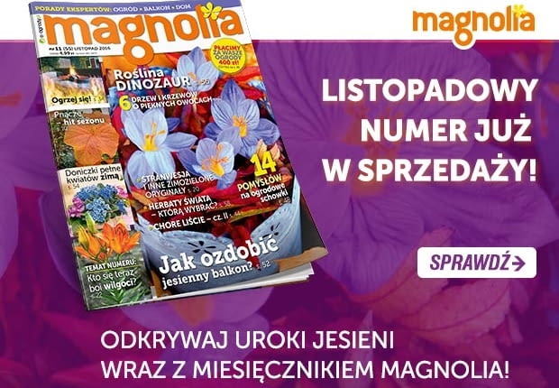 Magazyn Magnolia