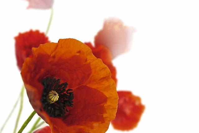 Jednoroczny mak polny (Papaver rhoeas) to nie tylko symbol lata, lecz również roślina wskaźnikowa - świadczy o tym, że gleba jest gliniasta i zasobna w wapń