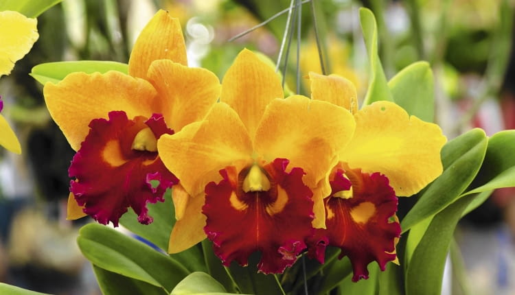 'Yellow Royalty' w słonecznej żółci z kroplą czerwieni.