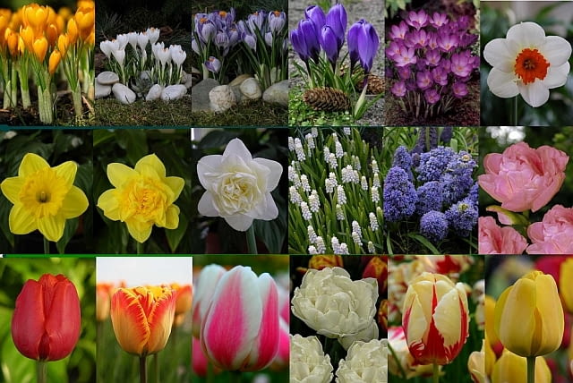 kwiaty cebulowe - konkurs