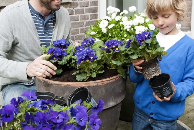 Bratki na balkonie. Kompozycje