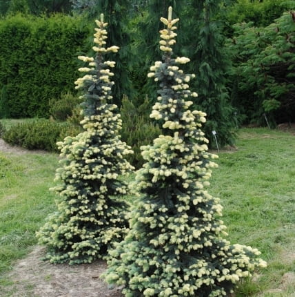Świerk kłujący (Picea pungens) 'Białobok'. Iglaki