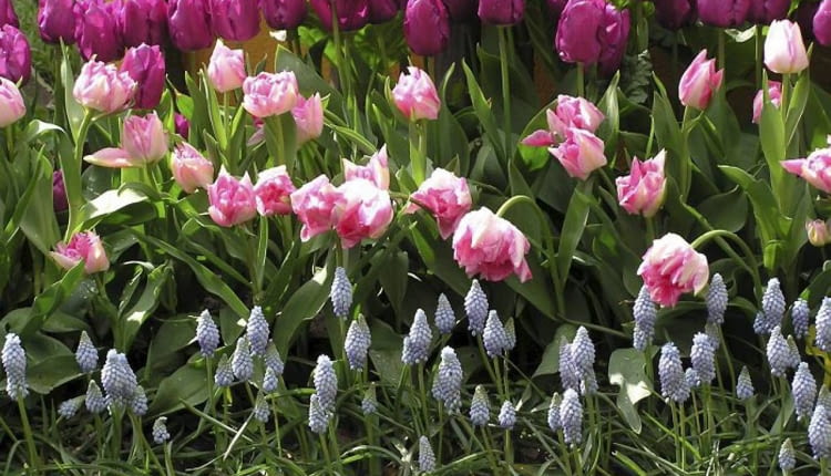 OGROD RABATKA KOMPOZYCJA ROSLINY CEBULOWE KWIATY TULIPANY , SZAFIRKI FOT. EWA NARKIEWICZ PUBLIKACJA KWIETNIK NR 9 (165) - 9 2008 SLOWA KLUCZOWE: ROSLINY KWIATY ZDJĘCIE DO WKŁADKI: PUBLIKACJA KWIETNIK NR 9 (165) - CZASOPISMA