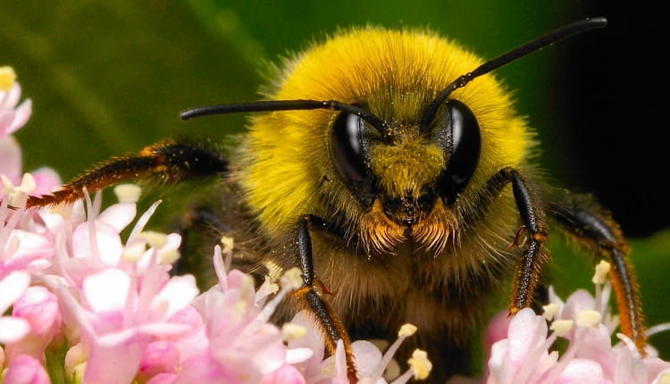 Trzmiel rudy buszujący po kwiatach kozłka lekarskiego.
