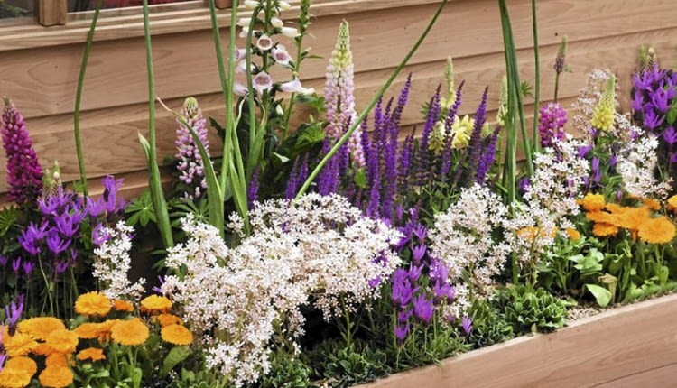 Kwiaty balkonowe. Fioletowa smukła szałwia omszona i lawenda francuska, różowe łubiny i naparstnica, pomarańczowe nagietki i bladoróżowa skalnica