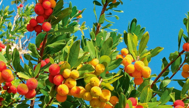 W gronach rozwija się nawet do pięćdziesięciu białawych kwiatów, ale zawiązuje się z nich nie więcej niż 10 owoców.