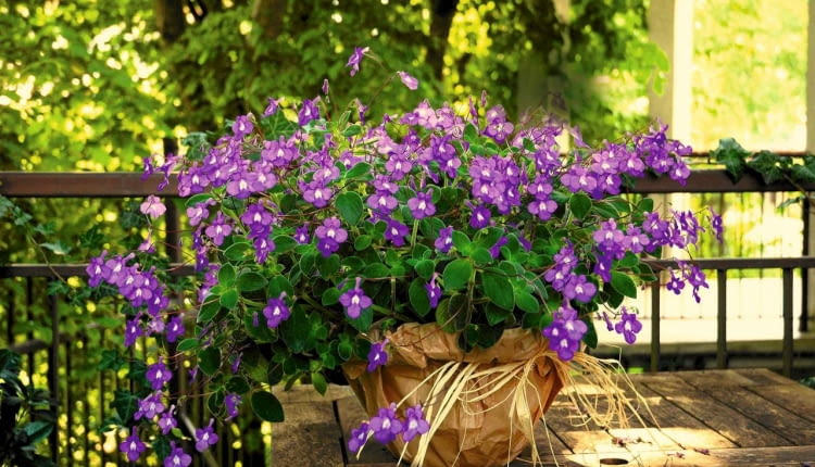 Takie dorodne skrętniki 'Blue Fountain' pojawiają się w kwiaciarniach na początku lata. Na cienistym balkonie kwitną i kwitną... Wystarczy czasem podlać je roztworem nawozu.