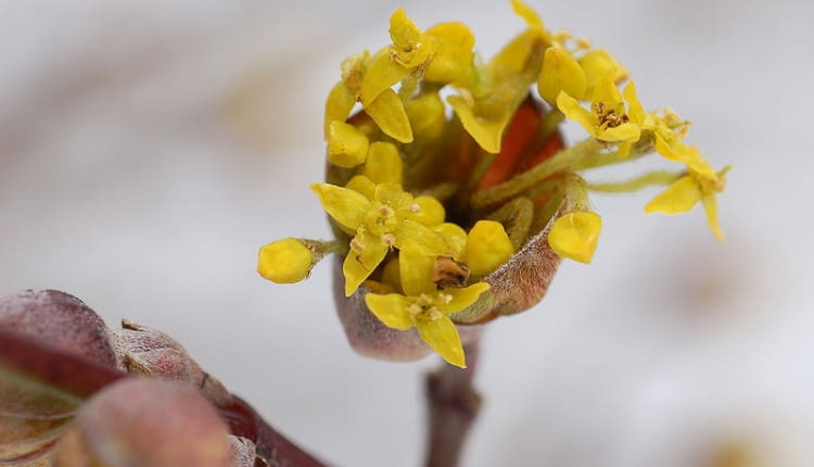 WikimediaCommons/Derek Ramsey