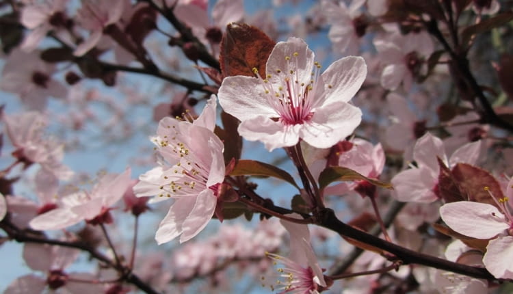 Mirabelka. Śliwa Ałycza