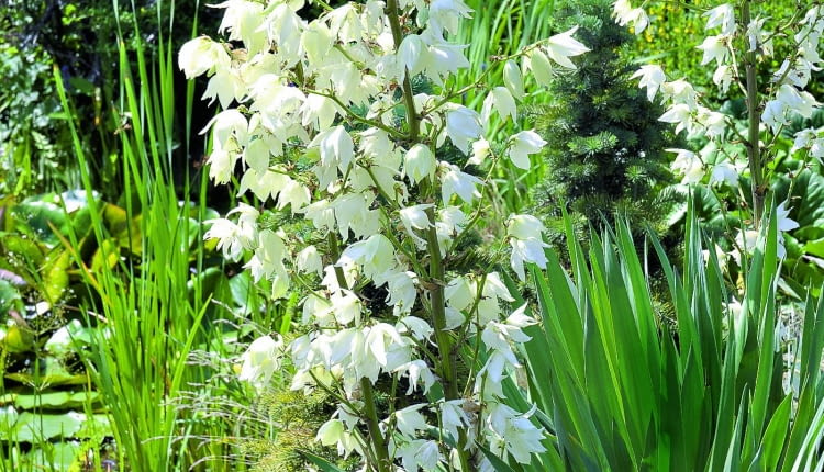 Dzwonkowate kwiaty juki zebrane są w wiechy kwiatostanów.