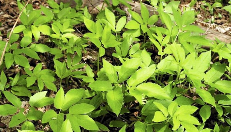 03.05.2003 ZWIERZYNIEC WOJEWODZTWO LUBELSKIE BYLINY WIOSNA CHWASTY PODAGRYCZNIK POSPOLITY AEGOPODIUM PODAGRARIA MLODE LISCIE FOT PAWEL SLOMCZYNSKI / AGENCJA GAZETA SLOWA KLUCZOWE: ROSLINY