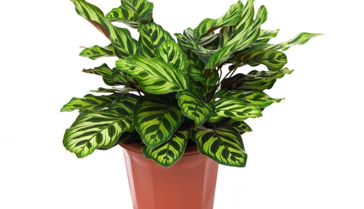 WYJĄTKOWO URODZIWE liście kalatei wyglądają zdrowo tylko w wilgotnej atmosferze.