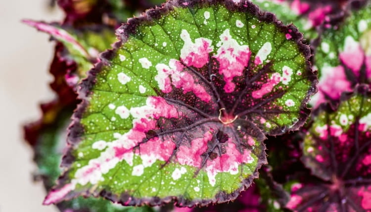 Begonia królewska (Begonia rex 'Paso Doble')