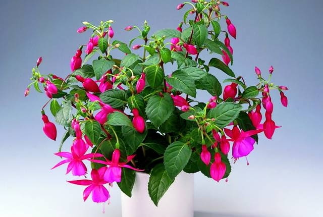 Co zrobić, by fuksja odżyła po zimie?