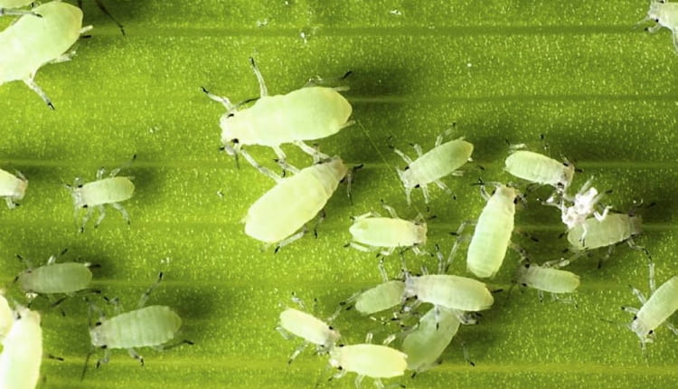 Mszyce. Szkodniki roślin doniczkowych