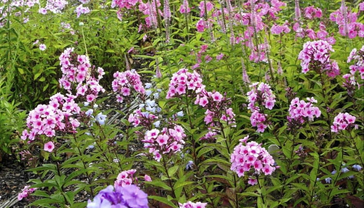 Phlox paniculata cultivars at Zur Linden Nursery, Linne. From front 'Le Mahdi' -blue, 'Sommerfreude', Rosenteller, Juliglut (dark orange-pink) SLOWA KLUCZOWE: Blume Close Up Close-up Detail Display Duft Garten Juli krautig Nahaufnahme Perennial Pflanze Portrait Sommer Staude duftend krautige pink rosa rosafarben