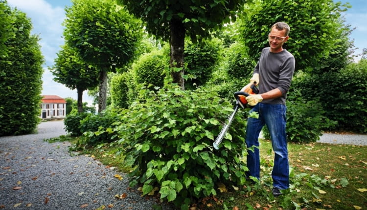 Dzięki poręcznym nożycom do żywopłotu Stihl HSA 66 bez większego trudu utrzymamy w ryzach nasze krzewy ok. 1000 zł