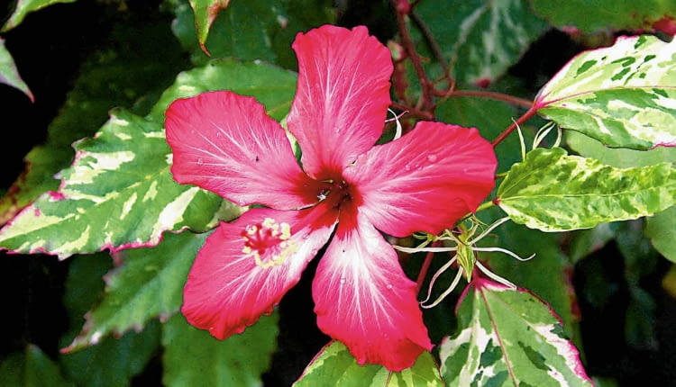 KETMIA , ROZA CHINSKA ( HIBISCUS ROSA SINENSIS ) ' COOPERII ' - ROSLINA DONICZKOWA , KWIATY FOT. WIESLAW GAWRYS PUBLIKACJA KWIETNIK NR 11 (191) - 11 2010 SLOWA KLUCZOWE: ROSLINA KWIAT ZDJĘCIE DO WKŁADKI: PUBLIKACJA KWIETNIK NR 11 (191) - CZASOPISMA