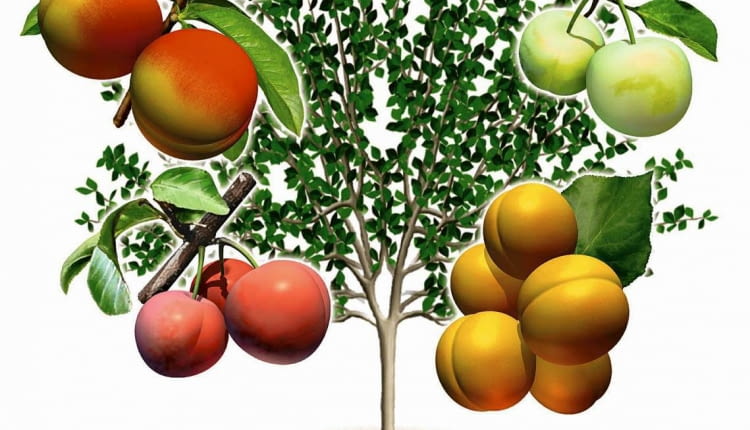 SZCZEPIENIE UPRAWA DRZEW OWOCOWYCH DRZEWKO SZCZEPIONE DRZEWO OWOCOWE PIEC ODMIAN NA JEDNYM PNIU WIELOOWOCOWE MORELA ODMIANA EARLY ORANGE BRZOSKWINIA ODMIANA HARNAS SLIWA PRUNUS ODMIANA RENKLODA ULENA WEGIERKA DABROWICKA SLIWA JAPONSKA ODMIANA SANTA ROSA RYS. WAWRZYNIEC SWIECICKI PUBLIKACJA KWIETNIK NR 8 (104) - 8.2003 DO JEDNORAZOWEGO WYKORZYSTANIA SLOWA KLUCZOWE: GRAFIKA DRZEWA OGRODNICTWO ROSLINY