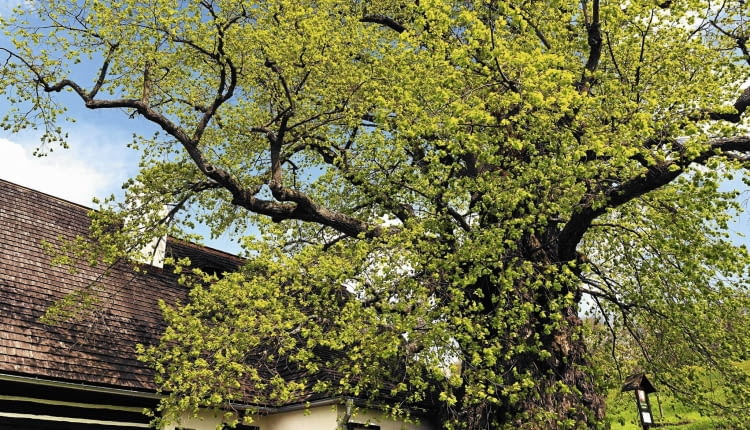 Prastara lipa obejmująca konarami ludzkie domostwo - symboliczny obraz naszego przyjaznego współistnienia