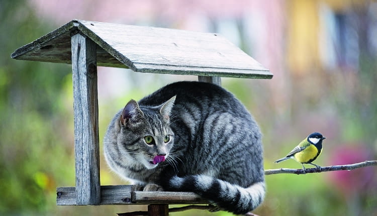 Kuttelvaserova Stuchelova shutterstock