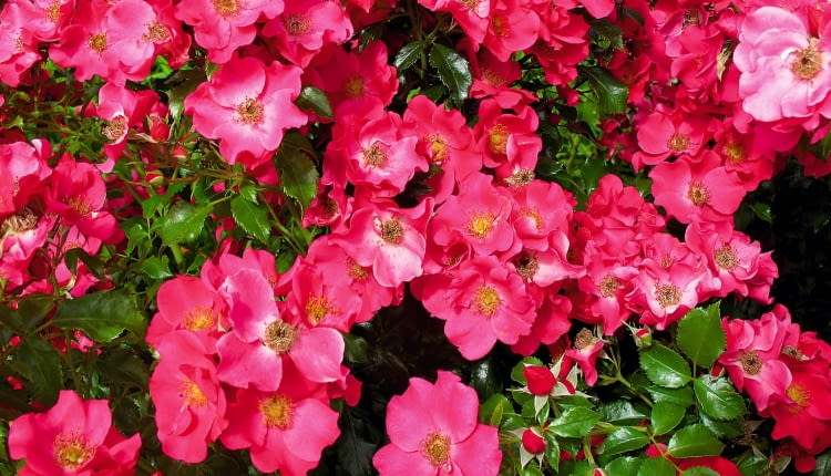 róża okrywowa 'stand rome'