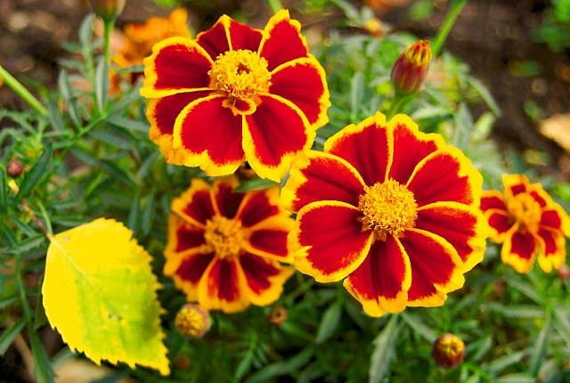 Aksamitka rozpierzchła 'Harlequin'