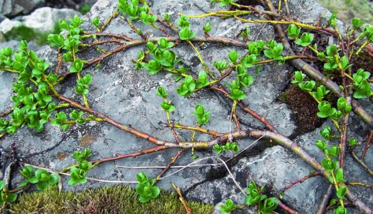 Wierzba alpejska rozwija liście, gdy stopnieje śnieg.