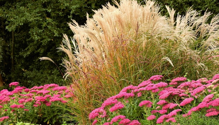 Jesienią kwiatostany miskantów wyglądają jak delikatne srebrzyste piórka. Długo opierają się niszczycielskiej sile wiatru.
