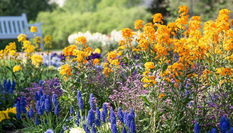 Lak pospolity (Erysimum cheiri)