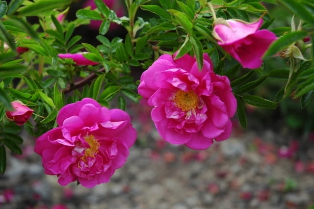 Róża okrywowa Dart's Defender