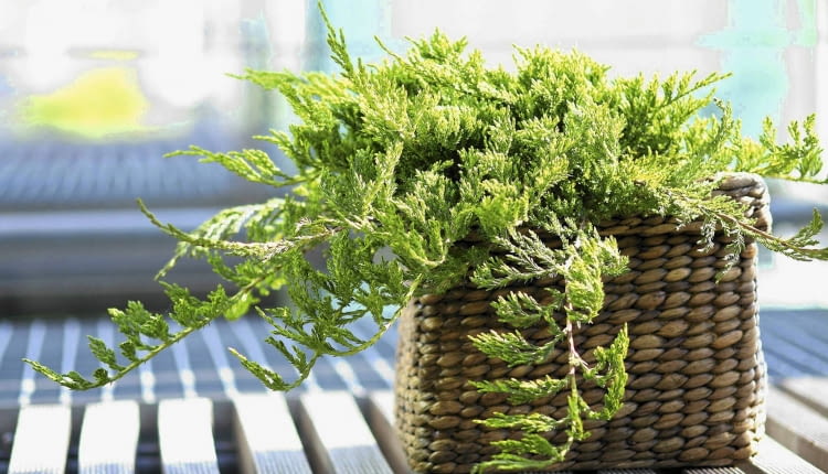 23.05.2006 WARSZAWA DLA CZTERY KATY IGLAK IGLAKI IGLASTE JALOWIEC PLOZACY JUNIPERUS HORIZONTALIS PRINCE OF WALES STYLIZACJA ANETA KOSIBA FOT. LUKASZ ZANDECKI / AGENCJA GAZETA PUBLIKACJA KWIETNIK NR 9 (141) - 9.2006 PUBLIKACJA KWIETNIK NR 7 (187) - 7 2010 SLOWA KLUCZOWE: ROSLINY ZDJĘCIE DO WKŁADKI: PUBLIKACJA KWIETNIK NR 9 (141) - CZASOPISMA