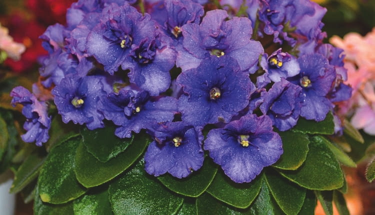 LIŚCIE FIOŁKÓW afrykańskich powinny być ciemnozielone z wierzchu. Zmiana barwy świadczy o błędach w uprawie.