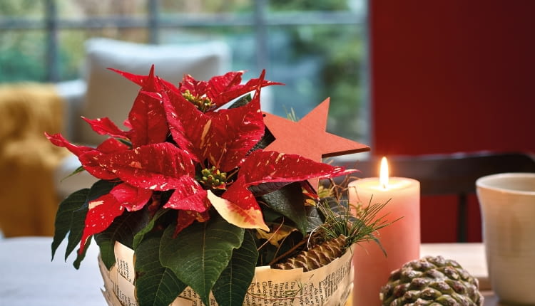 Własnoręcznie wykonane misy z poinsecjami