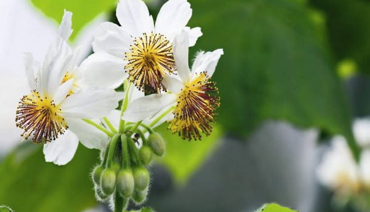 Kwiat lipki pokojowej ( Sparmannia africana )