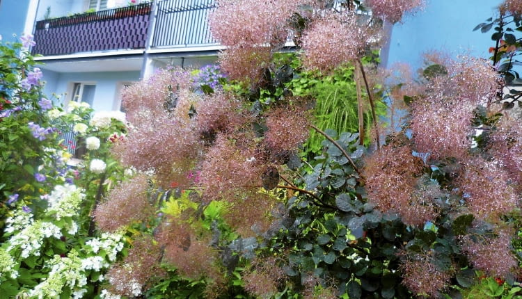 Okazały Perukowiec w czerwcu zachwyca mgławicą kwiatów.