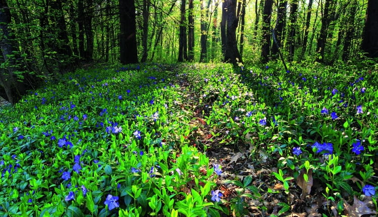 Leśny dywan z barwinka zdobi delikatny deseń błękitnych kwiatków.
