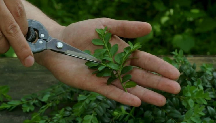 11.05.2004 WARSZAWA OGROD PRYWATNY SESJA FOTOGRAFICZNA DLA PISMA KWIETNIK PRZYGOTOWANIE SADZONEK PEDOWYCH BUKSZPAN BUXUS KRZEW LISCIASTY ZIMOZIELONY POMYSL I ARANZACJA PIOTR SYGA ETAPY ROZMNAZANIE WEGETATYWNE SADZONKOWANIE SADZONKI PEDOWE WODA KONEWKA PODLEWANIE FOT. PAWEL SLOMCZYNSKI / AGENCJA GAZETA SLOWA KLUCZOWE: ROSLINY OGRODNICTWO