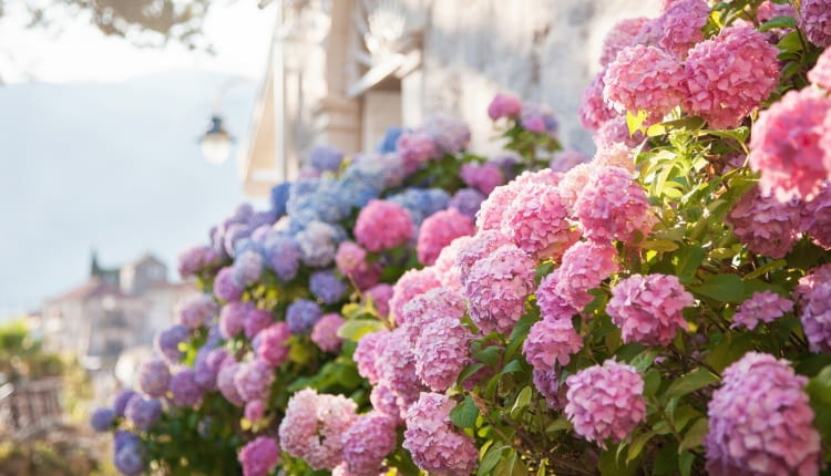 Jak i kiedy przycinać hortensje? Poradnik praktyczny