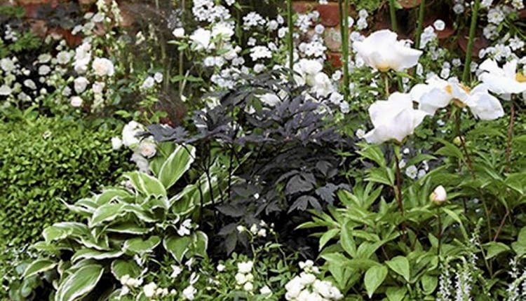 Rabaty z białymi kwiatami są bardzo eleganckie