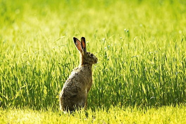 Szarak - z wyjątkiem okresu rui - jest samotnikiem. Wzrok ma niezbyt ostry, ale reaguje na najmniejszy ruch. Odznacza się także świetnym słuchem